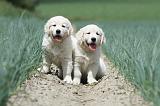 GOLDEN RETRIEVER 671
